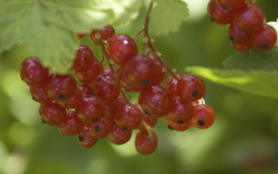  Sommerzeit Obstzeit Beeren Frchte selbst ernten Balkonpflanzen Bund deutscher Baumschulen 